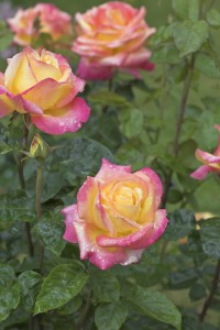 LOVE AND PEACE (hybrid tea)